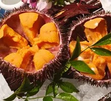 Live Sea Urchin