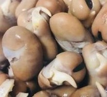 大乌豆