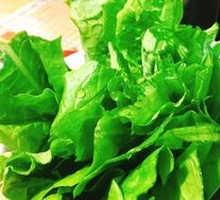 Oilseed lettuce