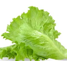 Lettuce