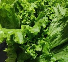 Lettuce