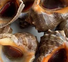 Giant Abalone