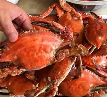 Spider Crab