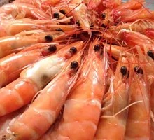Live Shrimp