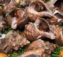 Sea Snail