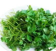 Cilantro