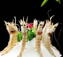 Sea White Shrimp