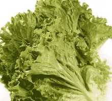 Romaine lettuce