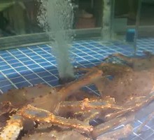 Live King Crab