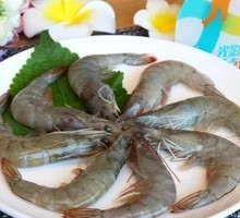 Sea Water Shrimp