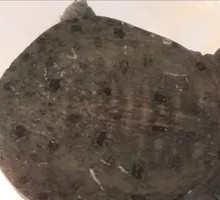Live-kill Turtle Dish