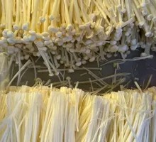Enoki Mushroom