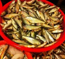 Authentic Stream Fish