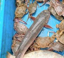 Freshly Caught Seafood