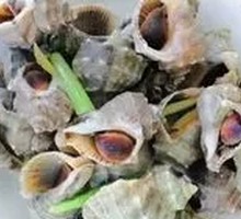Saltwater Conch