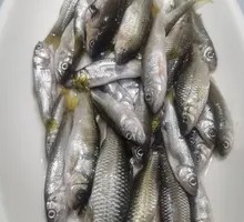 Braised Pit Fish