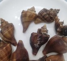 Golden Snail