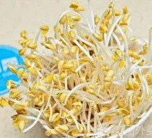 Tender Mung Bean Sprouts