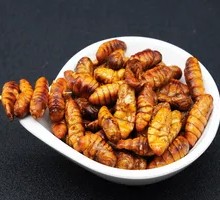 Grilled Cicada Nymph Skewers