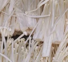 Enoki Mushroom