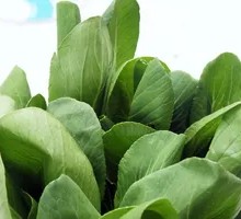 Baby Bok Choy