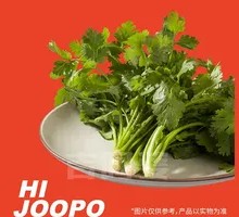 Cilantro