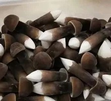 Black Chicken Mushroom