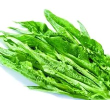 Oilseed lettuce