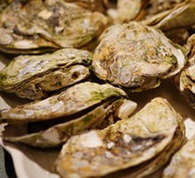 Original Fresh Oyster