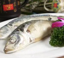 Barred Spanish Mackerel