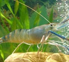 Freshly Caught Shrimp