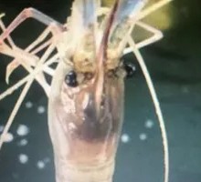 Fishing Shrimp for 1 Hour