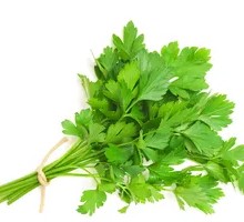 Cilantro
