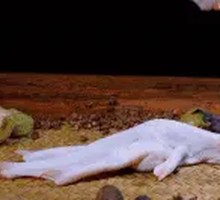 Liuzhou Duck Foot Snail Rice Noodles