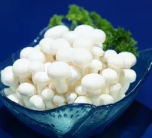 White Cloud Mushroom