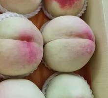 新霸道全翅
