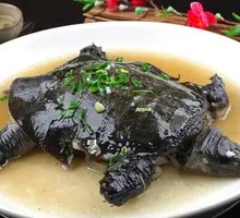 Steamed Softshell Turtle