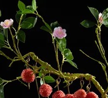 Supreme Cheese-String Lychee Delight