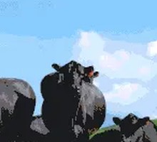 Qiqihar Mixed Pork Salad