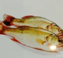 Steamed Sea Bass