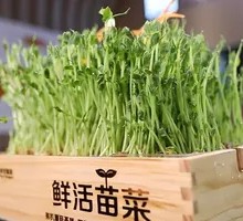 Live Bean Sprouts