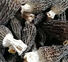 Morel Mushroom