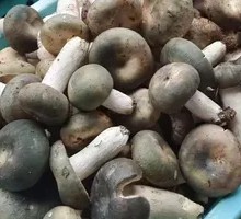 Green-headed Mushroom