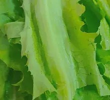 Oilseed lettuce