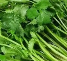 Cilantro
