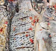 Secret-Recipe Grilled Fish