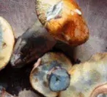 Blue-staining Mushroom