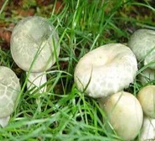 Green-headed Mushroom