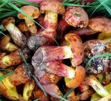 Blue-staining Mushroom