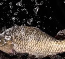 Lancang River Ecological Boneless Crucian Carp